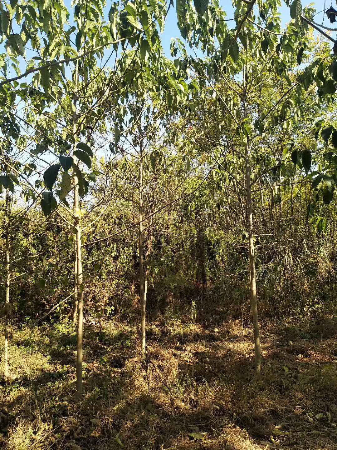 貴州1一20公分喜樹(shù)種植基地、產(chǎn)地*、價(jià)格、批發(fā)【江西九江千葉園林綠化苗木基地】