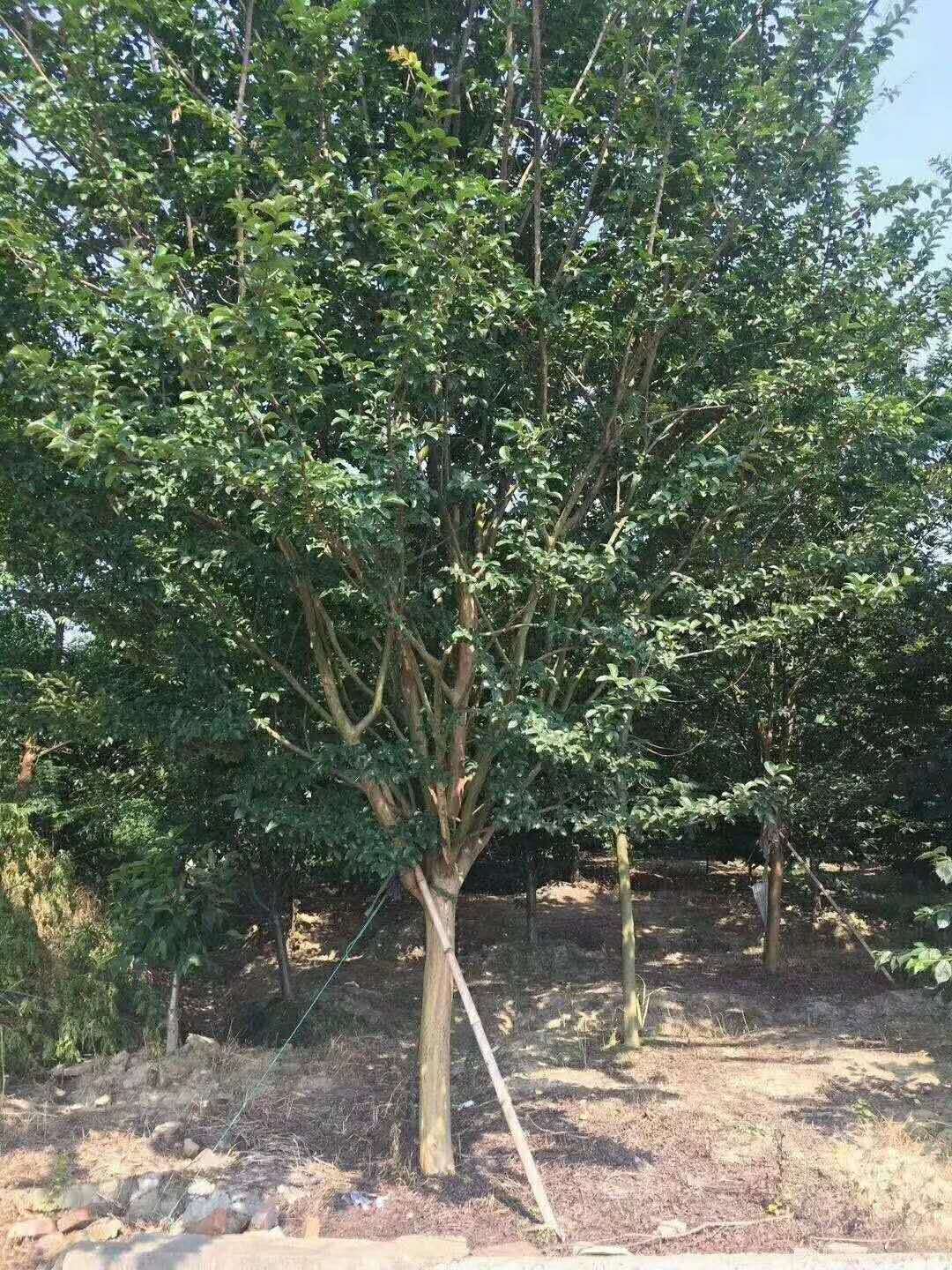 福建1一20公分紫薇種植基地、產(chǎn)地*、價(jià)格、批發(fā)【江西九江千葉園林綠化苗木基地】