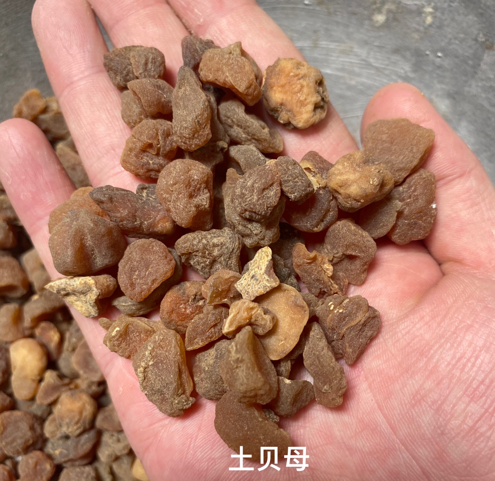 土貝母-價格-哪里買得到【亳州市奇弘堂藥業(yè)有限公司】