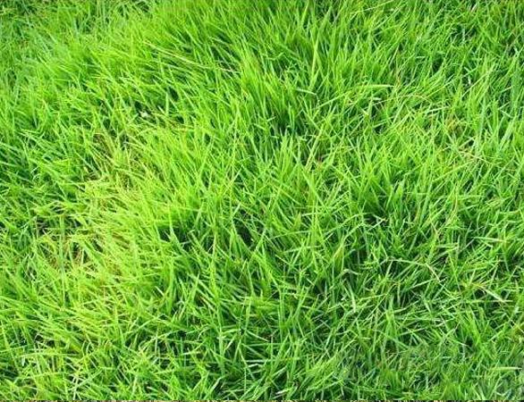 長沙黑麥草種植基地_混播黑麥草報(bào)價(jià) 混播黑麥草價(jià)格