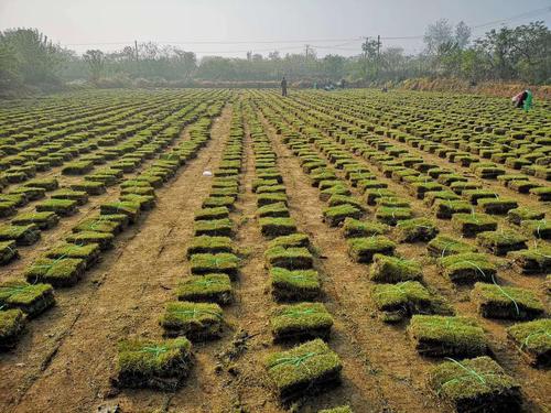 江蘇馬尼拉草坪卷種植基地_馬尼拉草坪卷報價_馬尼拉草坪卷批發(fā)價格