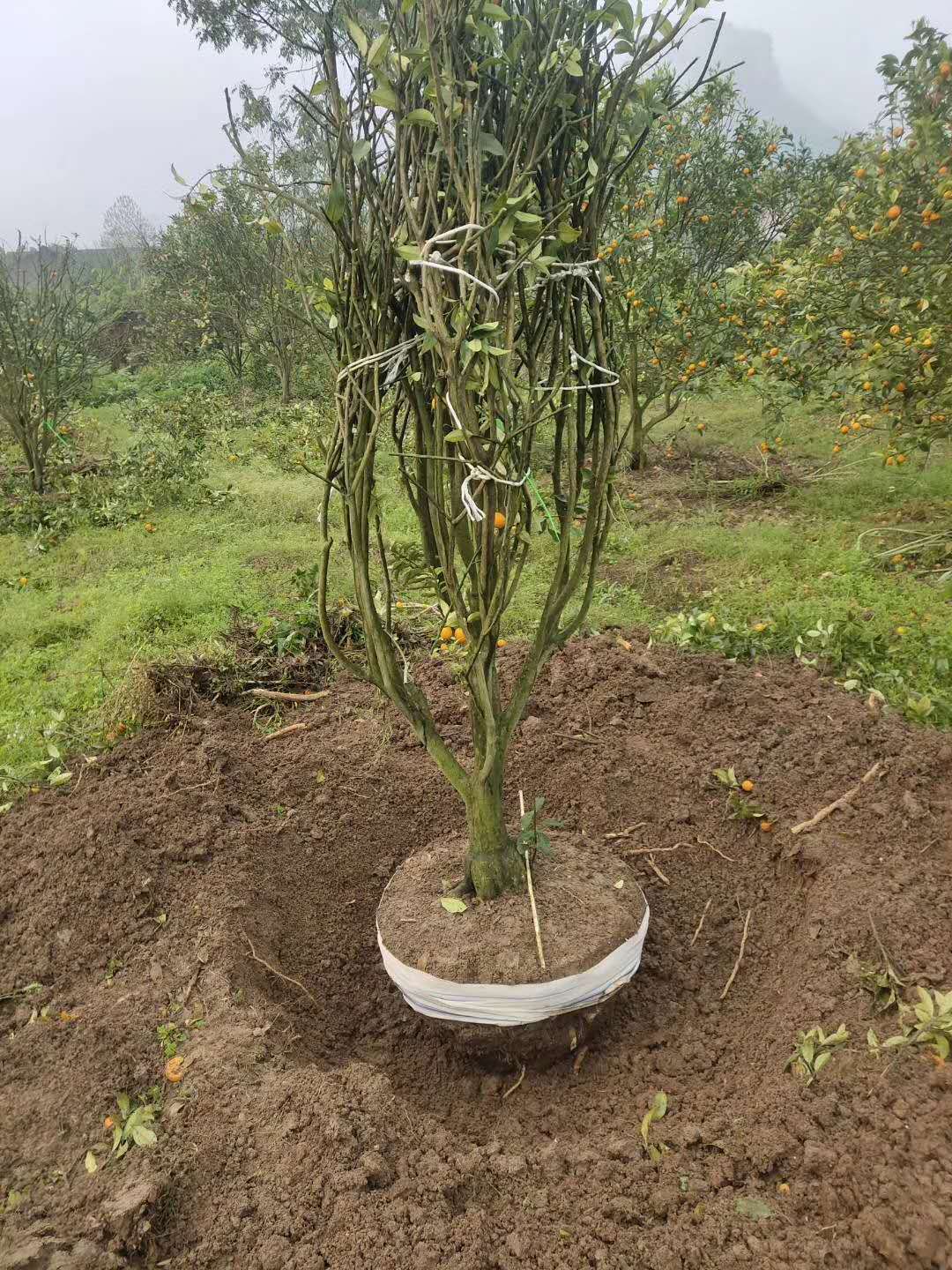桂林市金桔樹批發(fā)基地 多少錢一棵 銷售價格