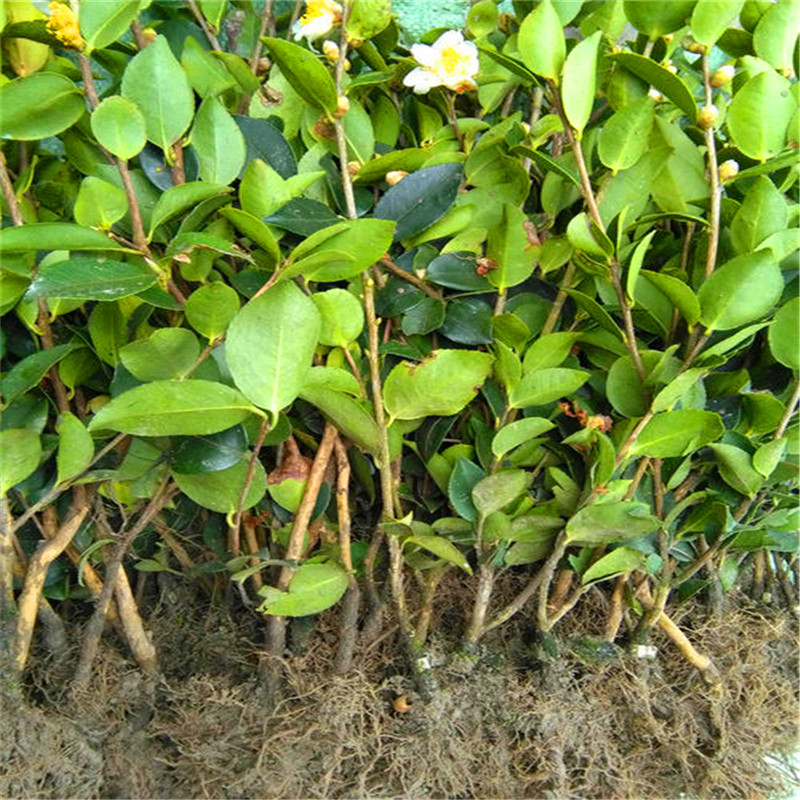 高產(chǎn)油茶苗批發(fā)、基地直銷、供貨商、大量供應(yīng)【江西省豐城市白土鎮(zhèn)崗霞村油茶苗合作社】