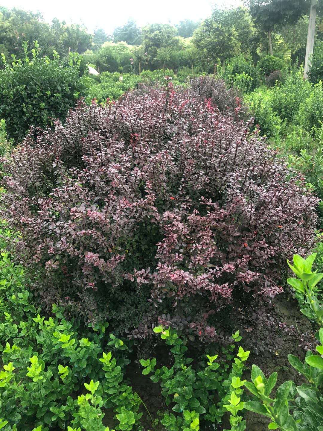 紅葉小波種植基地價格-江蘇紅葉小波批發(fā)
