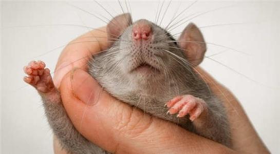 供應(yīng)陽(yáng)江殺蟲滅鼠公司*|快速滅蟑螂公司哪里專業(yè)