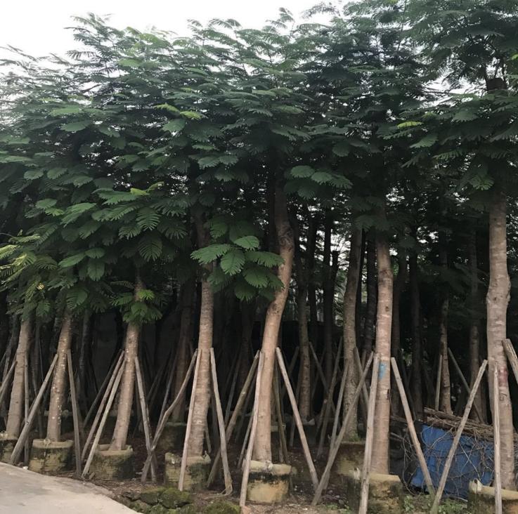 江西鳳凰木種植基地、基地*、價格、批發(fā)、電話【揭陽市澤輝花木場】