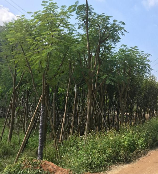 江西鳳凰木種植基地、基地*、價格、批發(fā)、電話【揭陽市澤輝花木場】