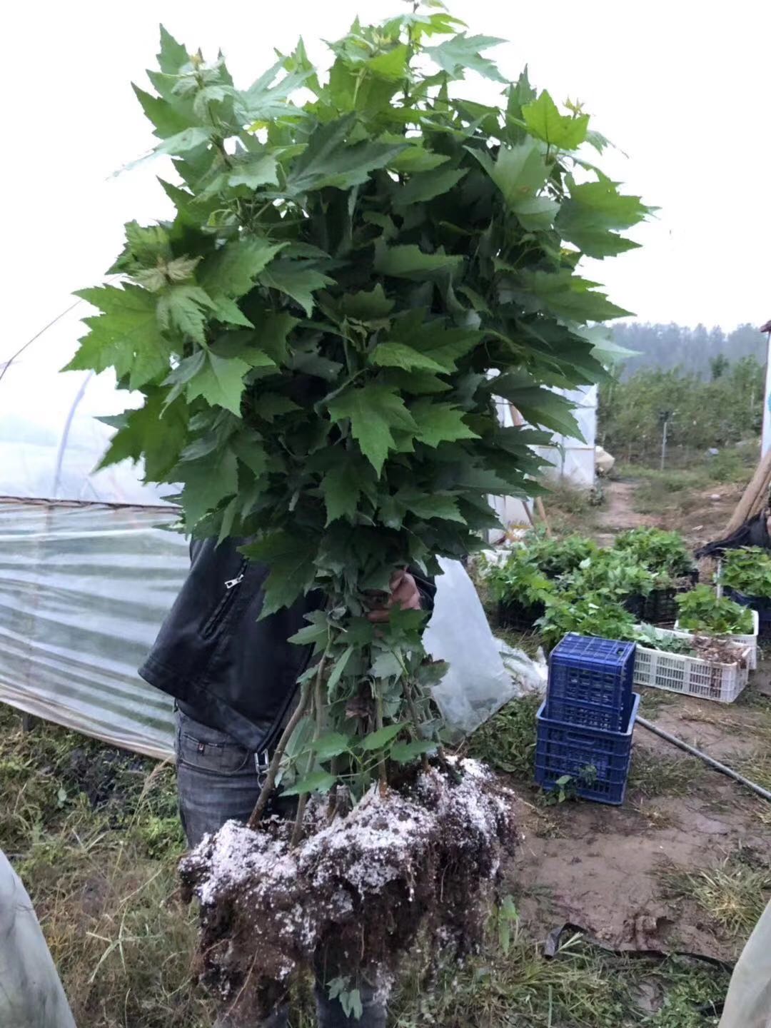 河南美國紅楓基地批發(fā)一棵要多少錢？