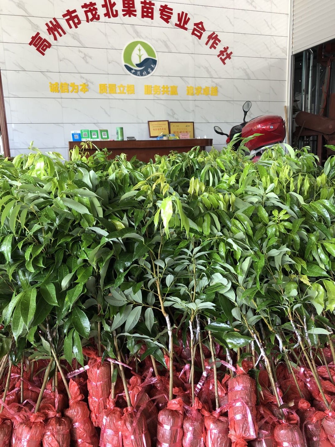 海南荔枝苗價格哪家種植園報價低供貨商熱線