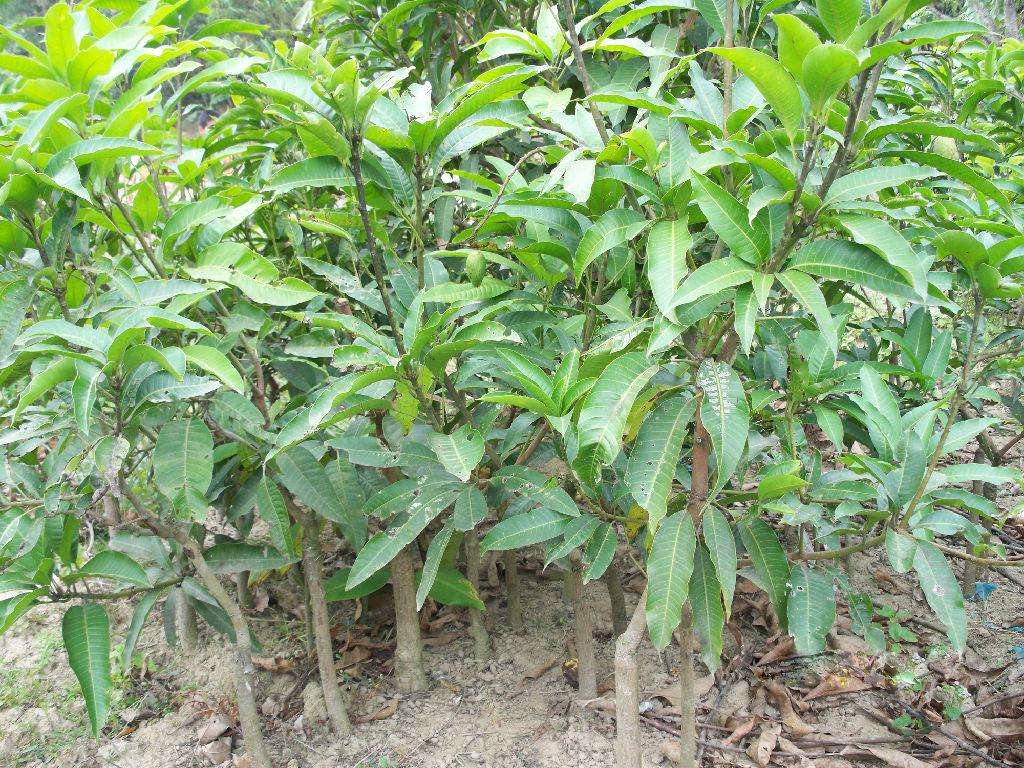 福建荔枝苗種植基地供應熱線產(chǎn)地銷售批發(fā)價格