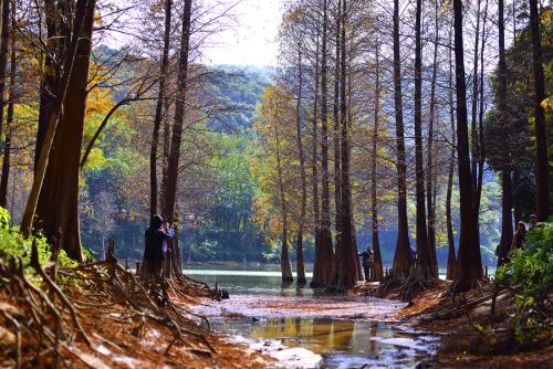 江門水杉種植基地_水杉價格_水杉銷售電話 水杉
