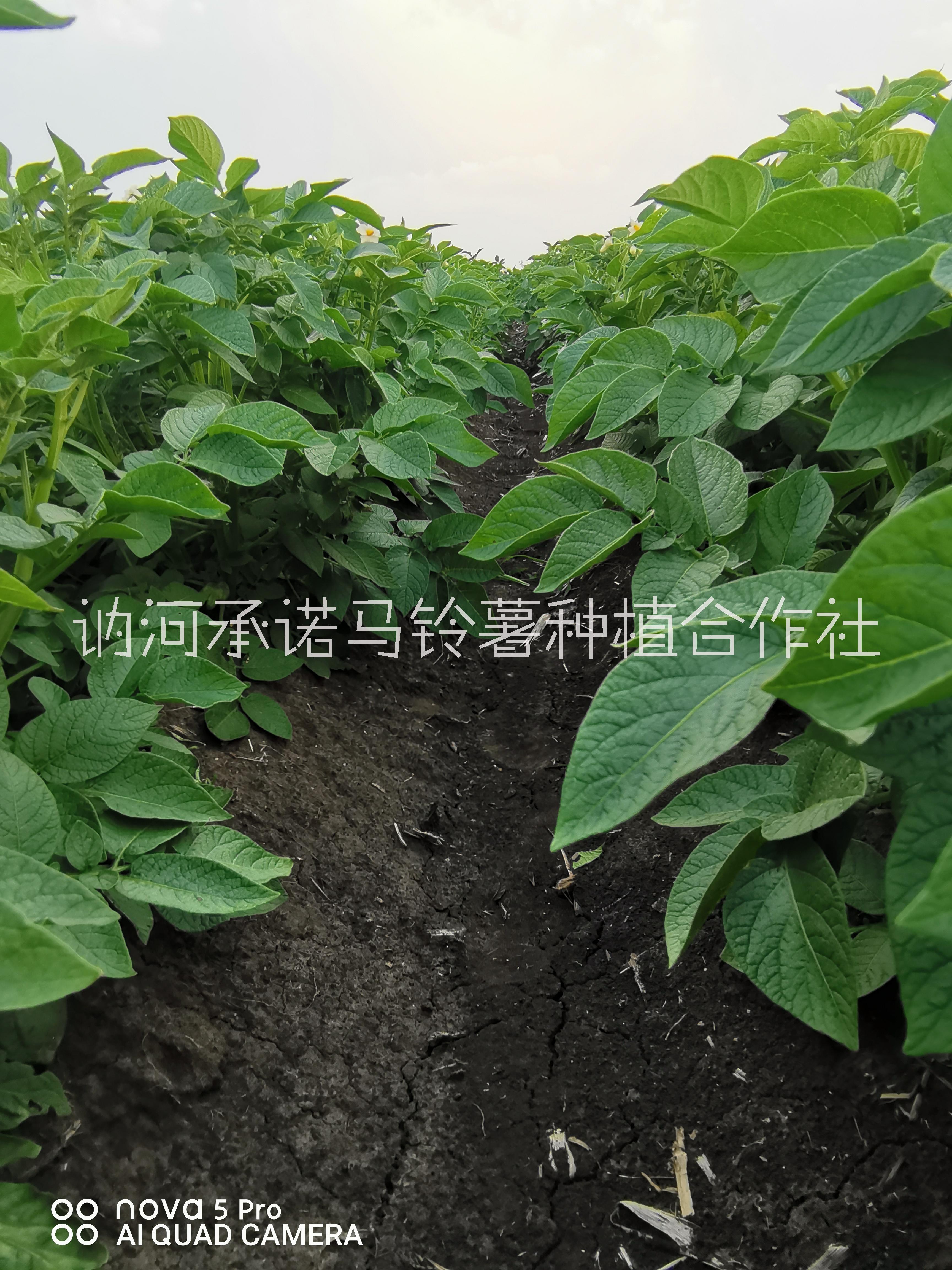 供應(yīng)荷蘭14馬鈴薯代收
