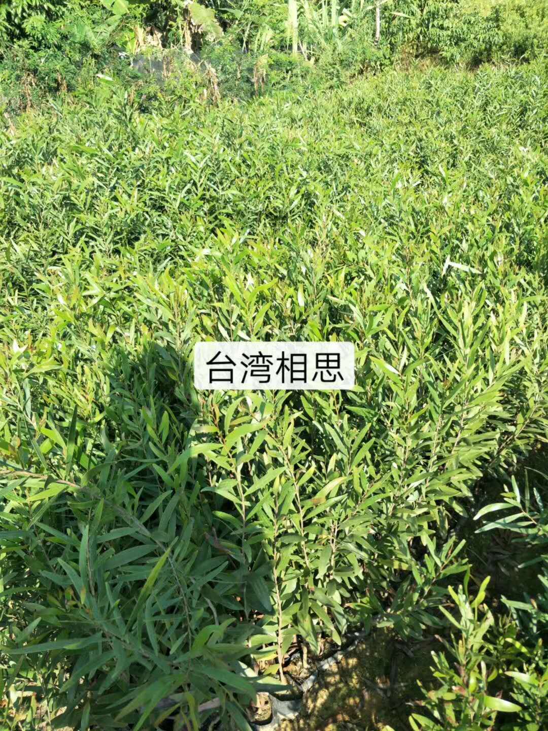 福建臺(tái)灣相思基地直銷、批發(fā)、價(jià)格、報(bào)價(jià)、種植基地【廣州綠林苗圃有限公司】