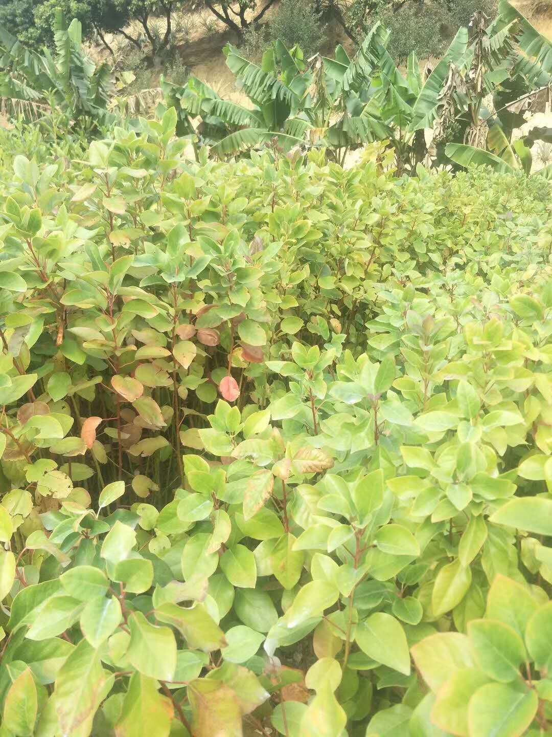 福建紅花荷基地直銷、批發(fā)、價格、報價、種植基地【廣州綠林苗圃有限公司】