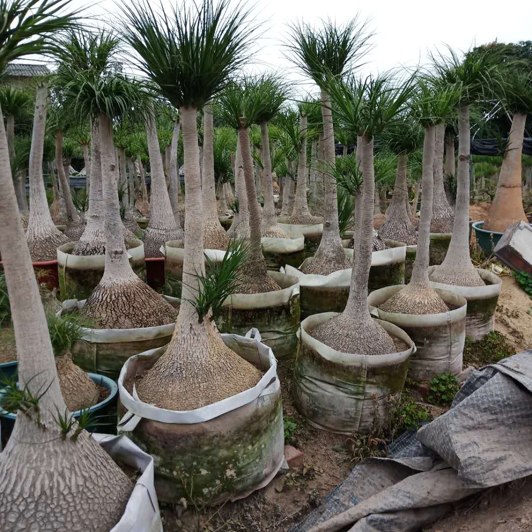 酒瓶蘭價格 酒瓶蘭盆景樹價格