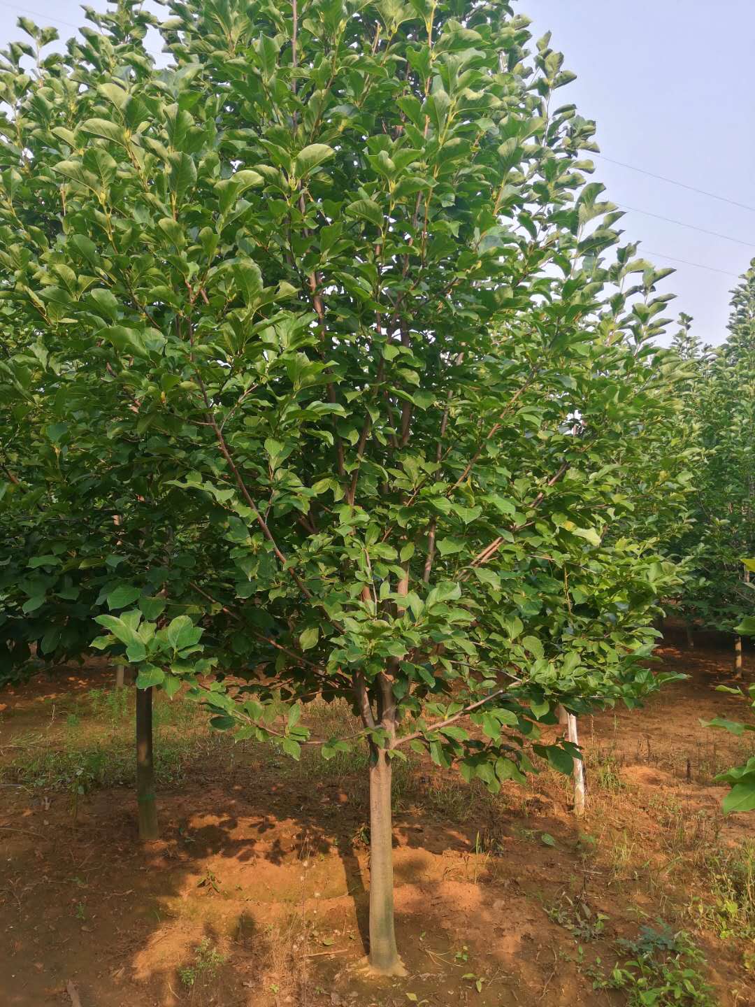 12公分紫玉蘭 12公分紫玉蘭基地 12公分紫玉蘭種植基地
