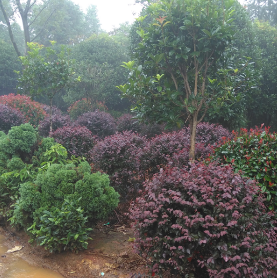 紅葉石楠苗價格-批發(fā)-供應(yīng)商