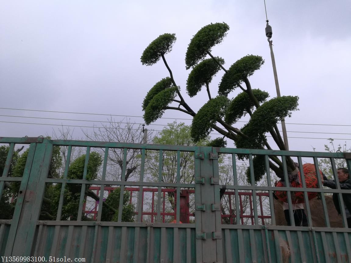鄢陵小葉女貞造型樹(shù)基地直銷(xiāo)、批發(fā)商、多少錢(qián)【鄢陵縣夢(mèng)宇花木園】
