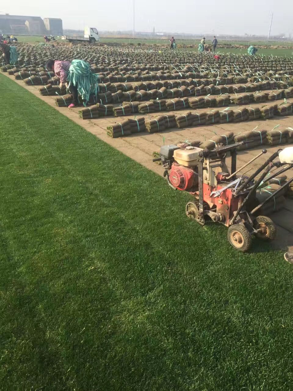 四季青草坪廠家 四季青草坪哪家好