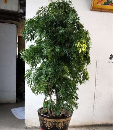 綠植租賃服務基地 綠植租賃服務配送