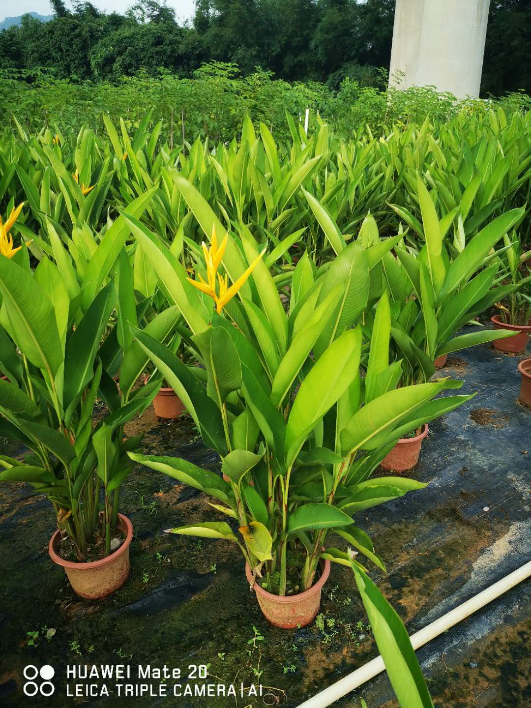 廣州黃麗鳥(niǎo)蕉出售 高度80-130公分黃麗鳥(niǎo)蕉