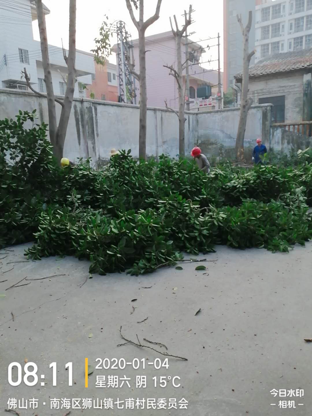 桉木砍伐價格 桉木砍伐哪家好