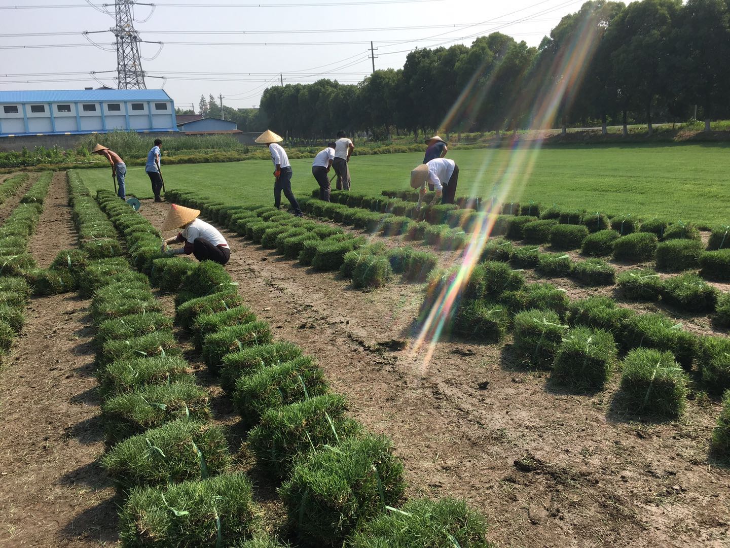 果嶺草廠家 果嶺草哪家好