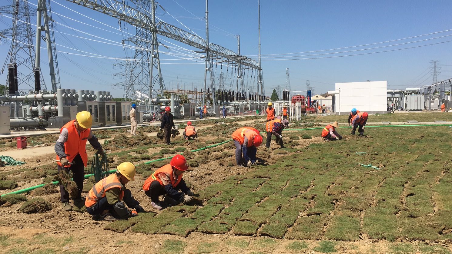 哪里有草坪賣，草坪供應商-批發(fā)-批發(fā)價格-報價-多少錢一平
