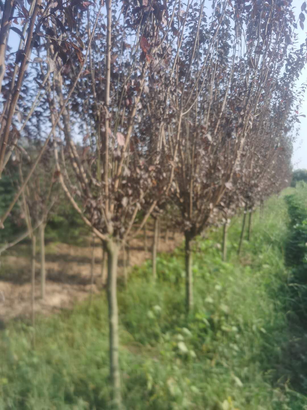 河北紅葉李種植基地、產(chǎn)地*、批發(fā)、價格【汝南縣江寬花木種植合作社】