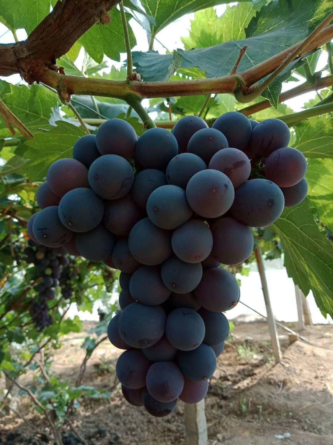 蜜光葡萄苗葡萄苗