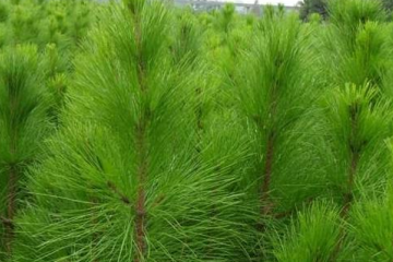 浙江濕地松樹(shù)_12公分濕地松銷(xiāo)售_濕地松種植基地 濕地松