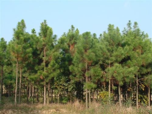 浙江濕地松樹(shù)_12公分濕地松銷(xiāo)售_濕地松種植基地 濕地松