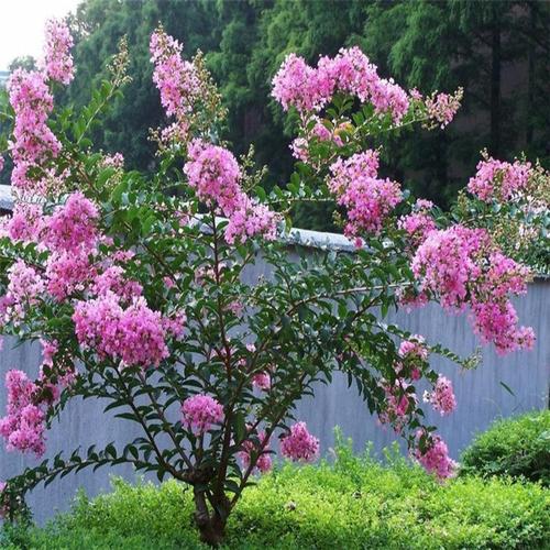 浙江紫薇樹_12公分紫薇銷售紫薇種植基地  紫薇