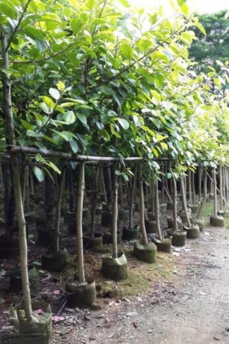 海南三沙富貴榕種植基地、批發(fā)、價格、供應(yīng)商【海南市璟權(quán)園林工程有限公司】