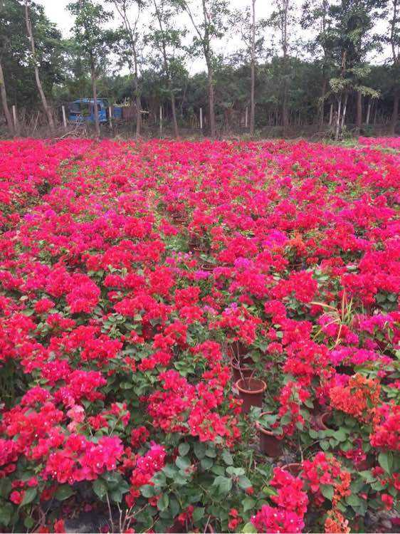 海南儋州紅花三角梅種植基地、批發(fā)、價(jià)格、供應(yīng)商【海南市璟權(quán)園林工程有限公司】