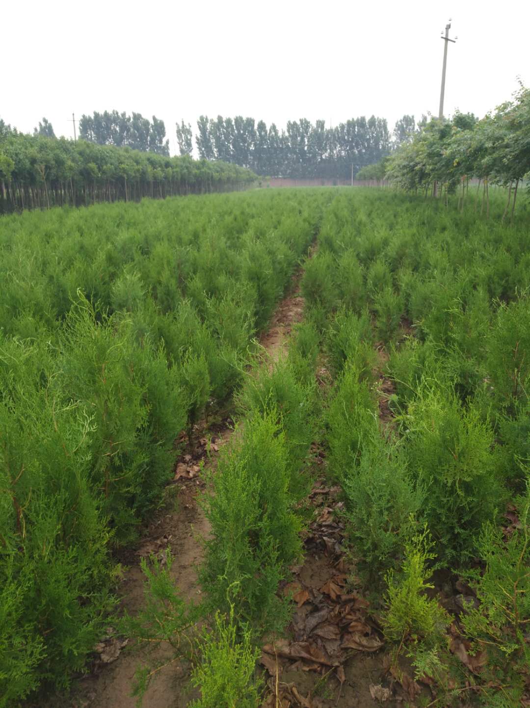 山西側(cè)柏苗種植-價(jià)格-批發(fā)-哪家好 山西側(cè)柏種植 山西側(cè)柏種植基地