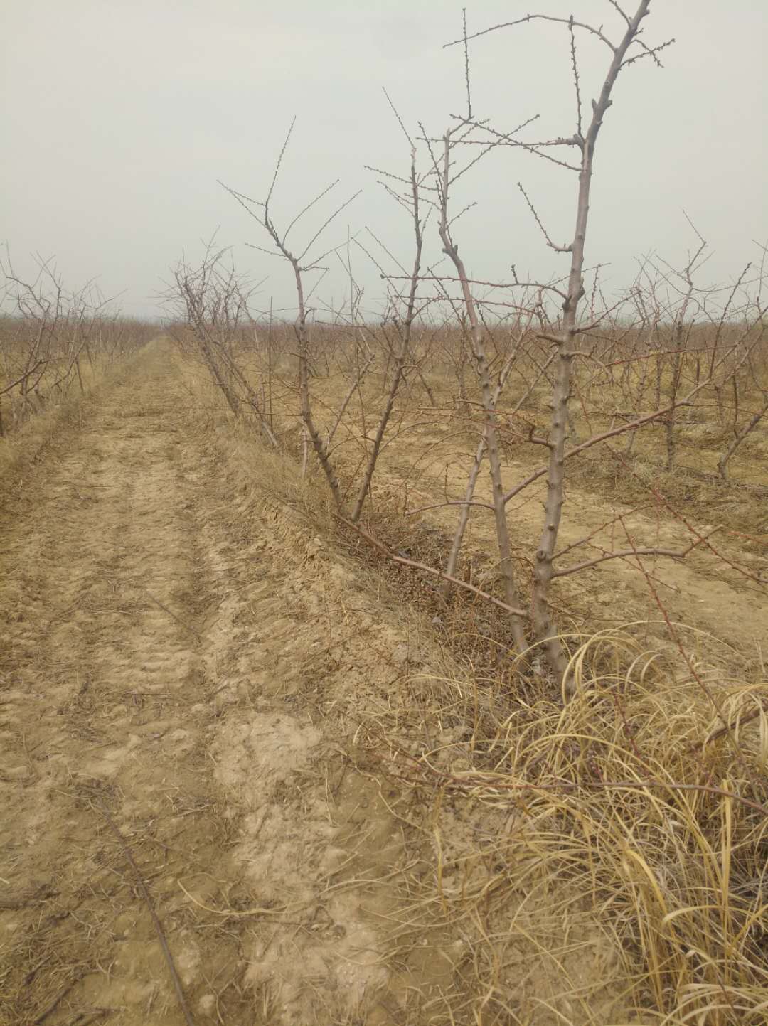 山西桃樹苗種植-價(jià)格-批發(fā)-哪家好 桃樹苗