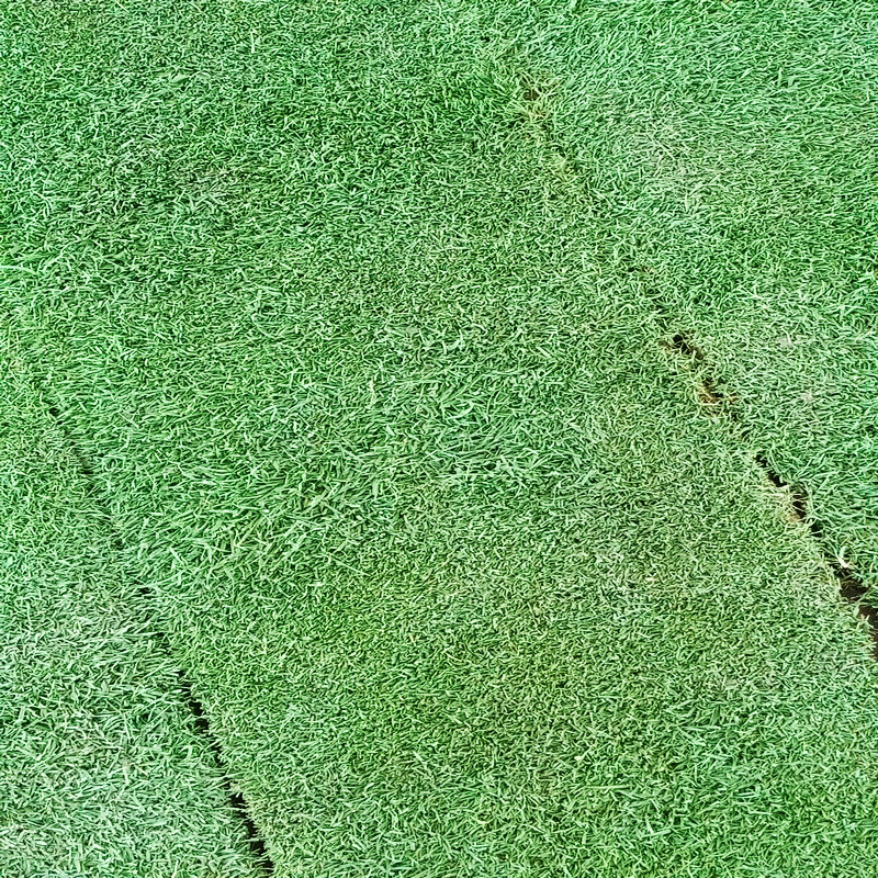 高爾夫草坪_剪股穎草坪_天堂草_足球場(chǎng)草坪 中華結(jié)縷草草坪 _剪股穎草坪