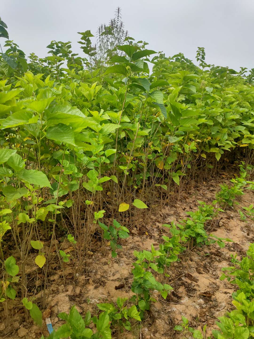 山西桑樹種植-價(jià)格-批發(fā)-哪家好 桑樹