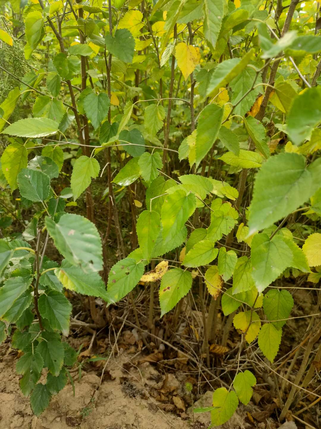 山西桑樹種植-價(jià)格-批發(fā)-哪家好 桑樹