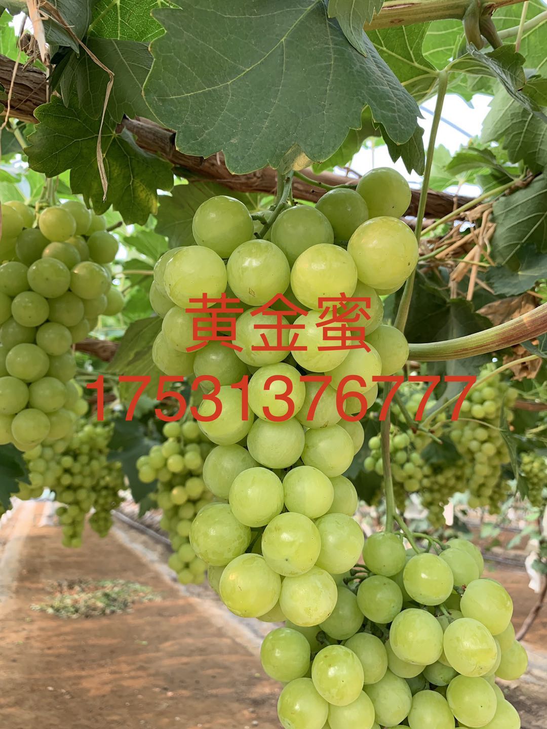 嫦娥指葡萄苗