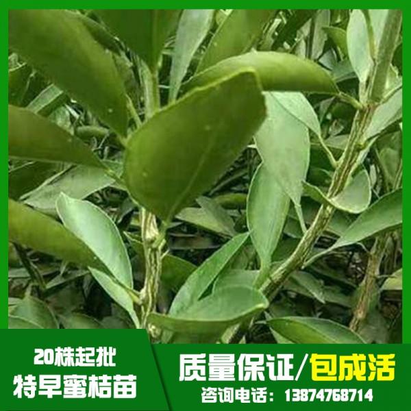 云南特早蜜桔苗基地直銷、批發(fā)、價(jià)格、大量供應(yīng)【祁陽(yáng)縣旺龍種植合作社】