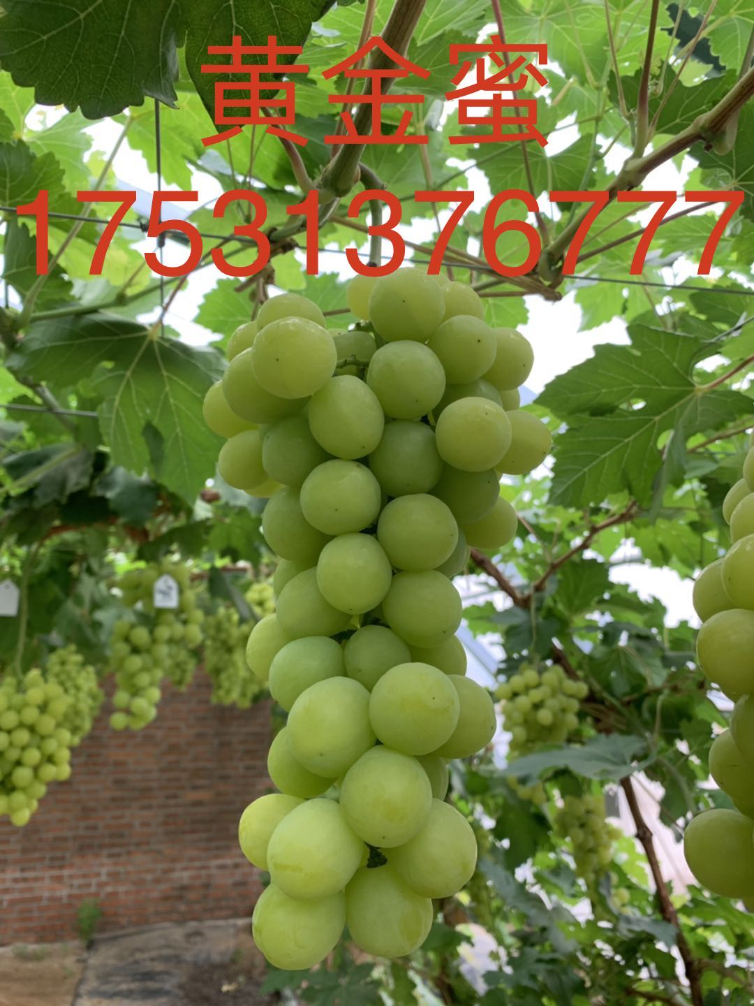 黃金蜜葡萄苗