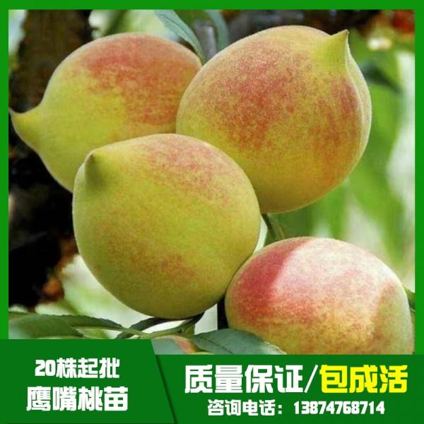 貴州鷹嘴桃樹苗基地直銷、批發(fā)、價(jià)格、大量供應(yīng)【祁陽縣旺龍種植合作社】