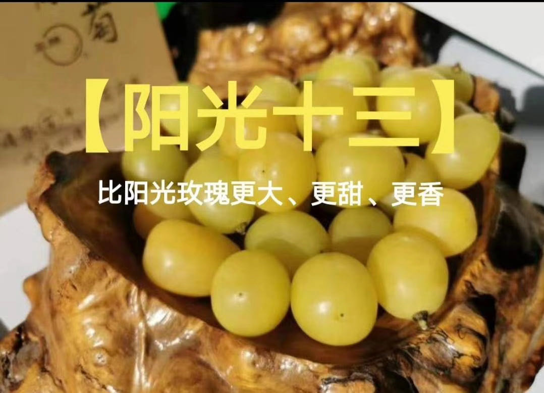 陽光十三葡萄苗