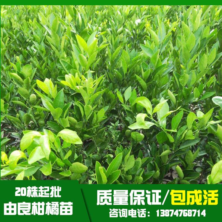 貴州由良柑橘苗基地直銷(xiāo)、批發(fā)、價(jià)格、大量供應(yīng)【祁陽(yáng)縣旺龍種植合作社】