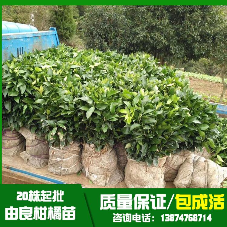 貴州由良柑橘苗基地直銷(xiāo)、批發(fā)、價(jià)格、大量供應(yīng)【祁陽(yáng)縣旺龍種植合作社】