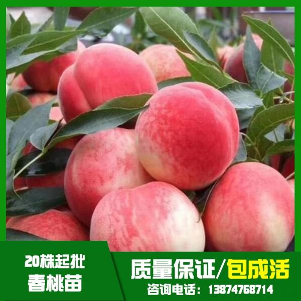 湖南春桃苗基地直銷、批發(fā)、價(jià)格、大量供應(yīng)【祁陽(yáng)縣旺龍種植合作社】