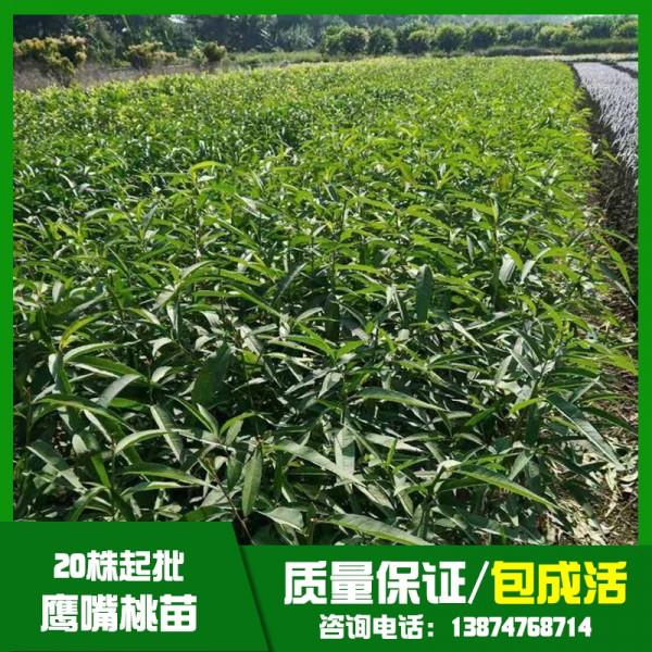 貴州鷹嘴桃樹苗基地直銷、批發(fā)、價(jià)格、大量供應(yīng)【祁陽縣旺龍種植合作社】