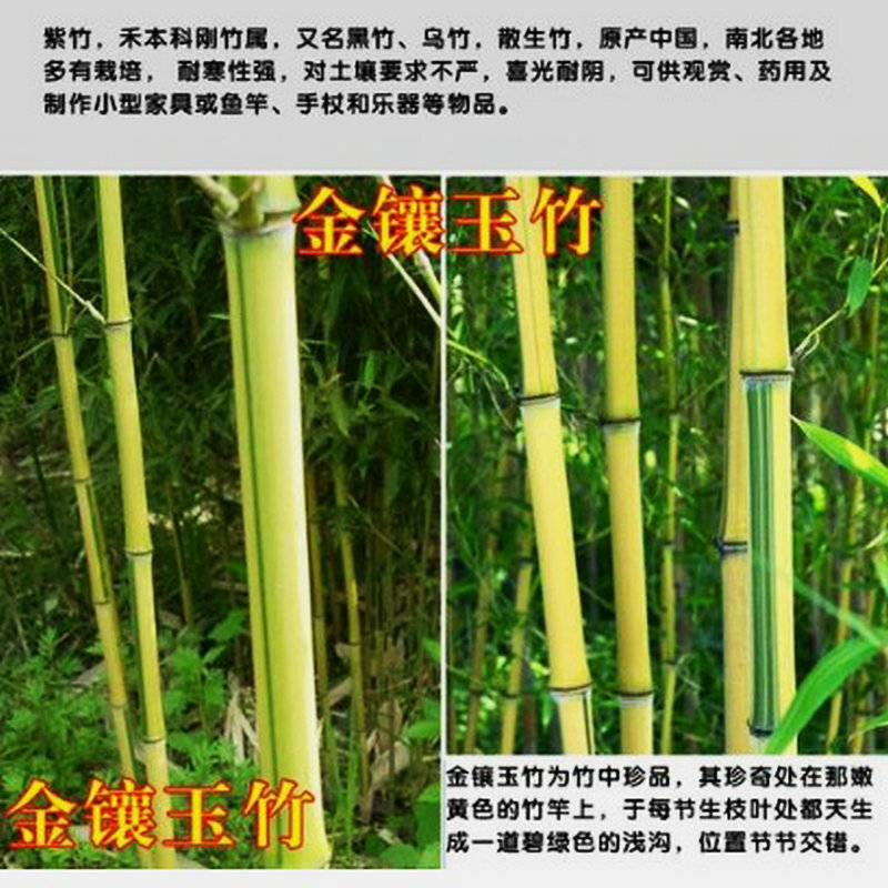 黃金竹毛竹紫竹苗青竹苗金鑲玉竹 竹子直銷 各種種類竹子基地直銷
